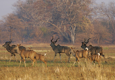 Kudu